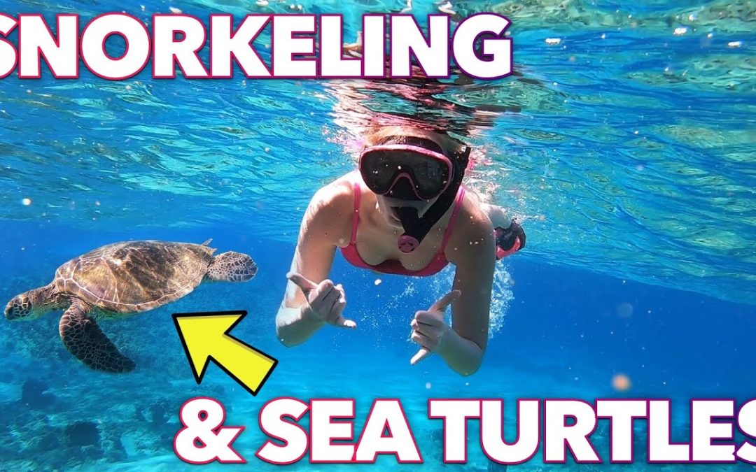 Snorkeling With Sea Turtles In Poipu Kauai Hawaii Kauai Vacation For Wifes 30th Birthday Vlog 1