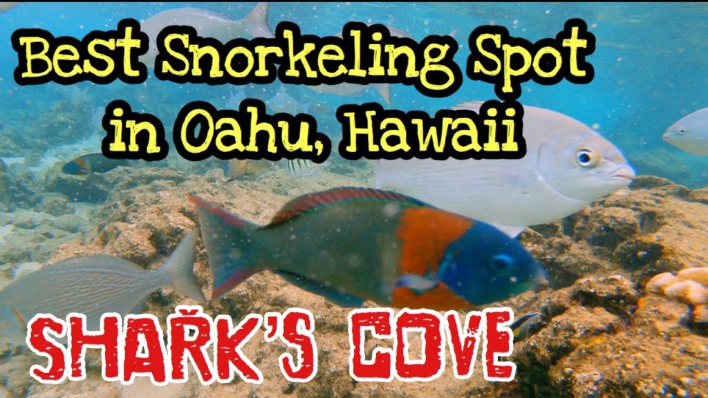 Best Snorkeling Spot in Oahu, Hawaii - Beginner and Kid Friendly!!