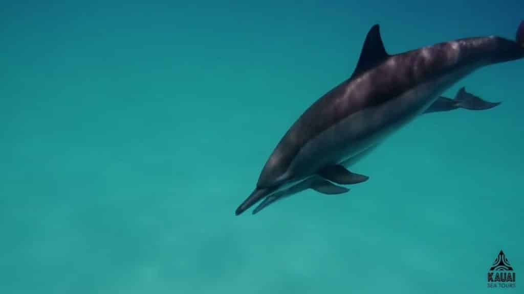 Kauai Sea Tours - Snorkeling