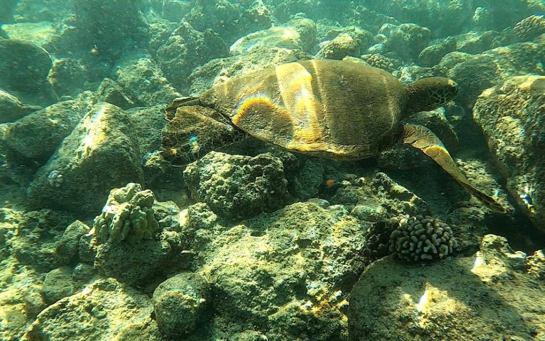 Kauai Snorkeling Poipu Beach – March 2022