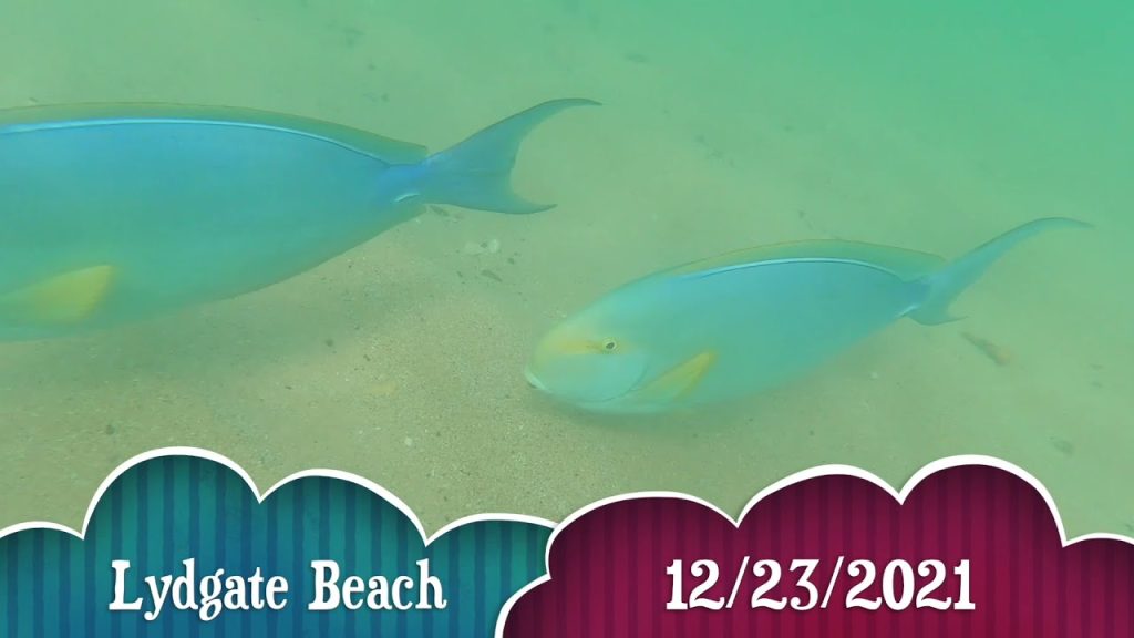 Snorkeling in Kauai Snorkeling in Kauai