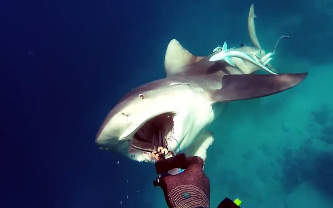 Woman Killed by Shark While Snorkeling on Vacation