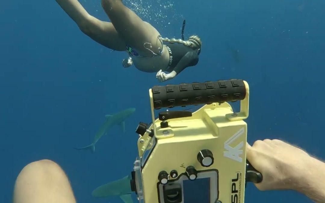 Freediving w/ SHARKS ASMR!